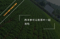 西洋参可以和茶叶一起泡吗？