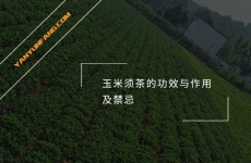 玉米须茶的功效与作用及禁忌