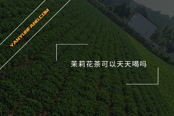 茉莉花茶可以天天喝吗？