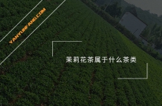 茉莉花茶属于什么茶类？