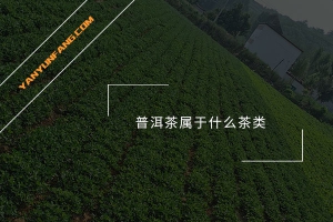 普洱茶属于什么茶类？