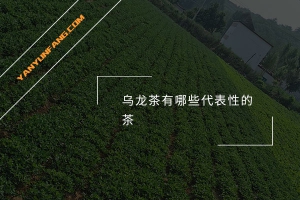 乌龙茶有哪些代表性的茶？