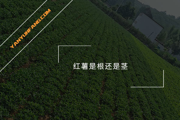 红薯是根还是茎？