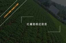 红薯是根还是茎？